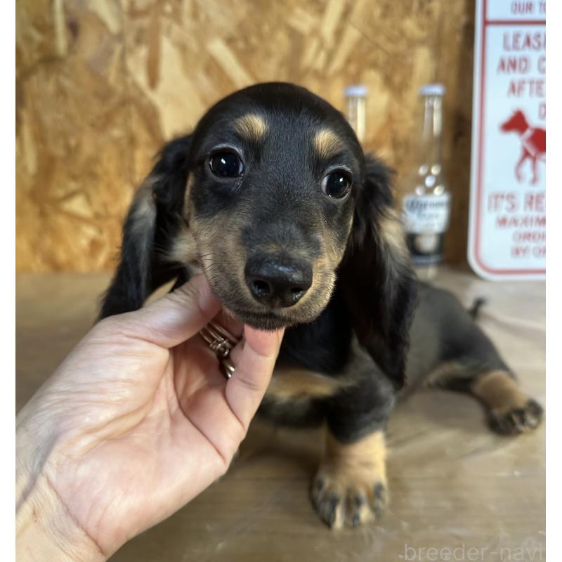 販売中の宮崎県のミニチュアダックスフンド(ロングヘアード)-432072の8枚目
