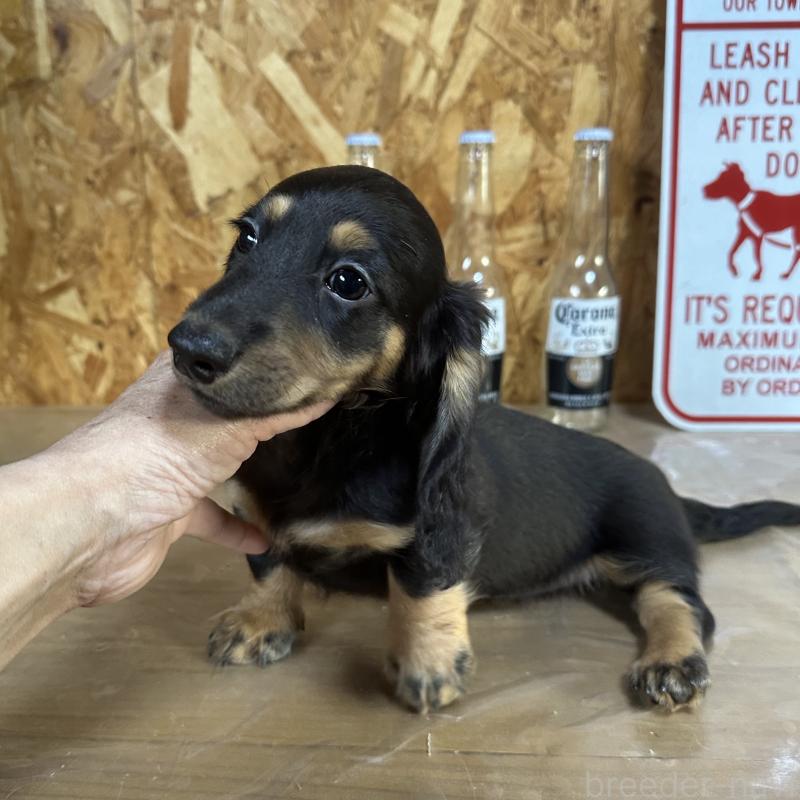 販売中の宮崎県のミニチュアダックスフンド(ロングヘアード)-432072の7枚目