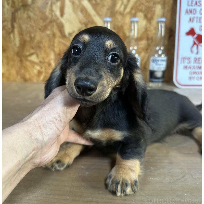 販売中の宮崎県のミニチュアダックスフンド(ロングヘアード)-432072の6枚目