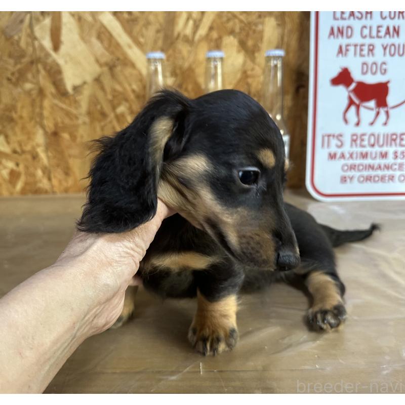 販売中の宮崎県のミニチュアダックスフンド(ロングヘアード)-432072の5枚目