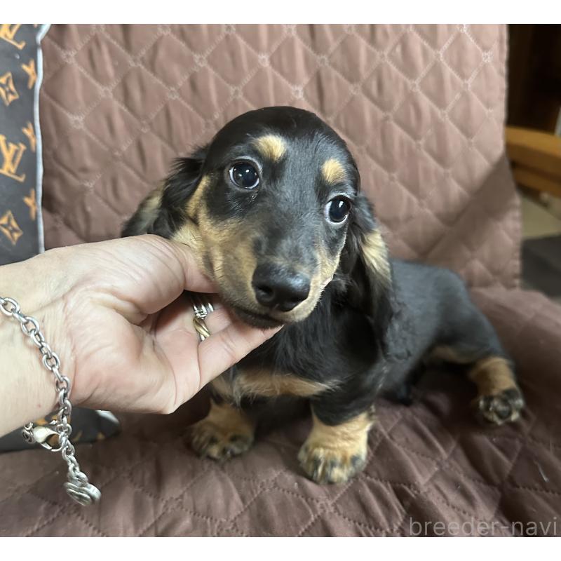 販売中の宮崎県のミニチュアダックスフンド(ロングヘアード)-432072の4枚目