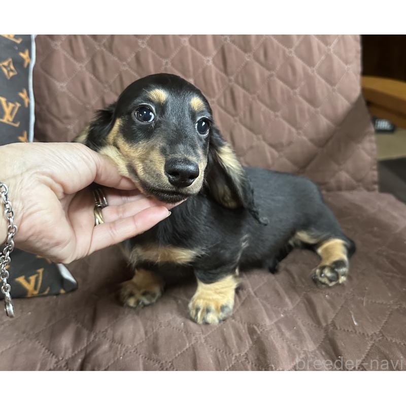 販売中の宮崎県のミニチュアダックスフンド(ロングヘアード)-432072の3枚目