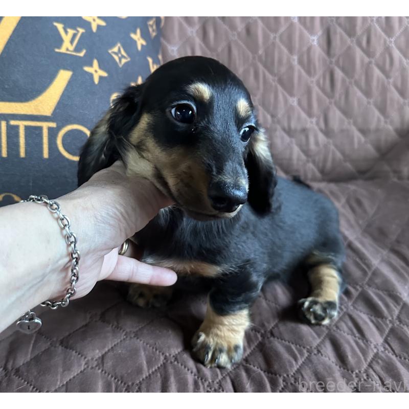 販売中の宮崎県のミニチュアダックスフンド(ロングヘアード)-432072の2枚目