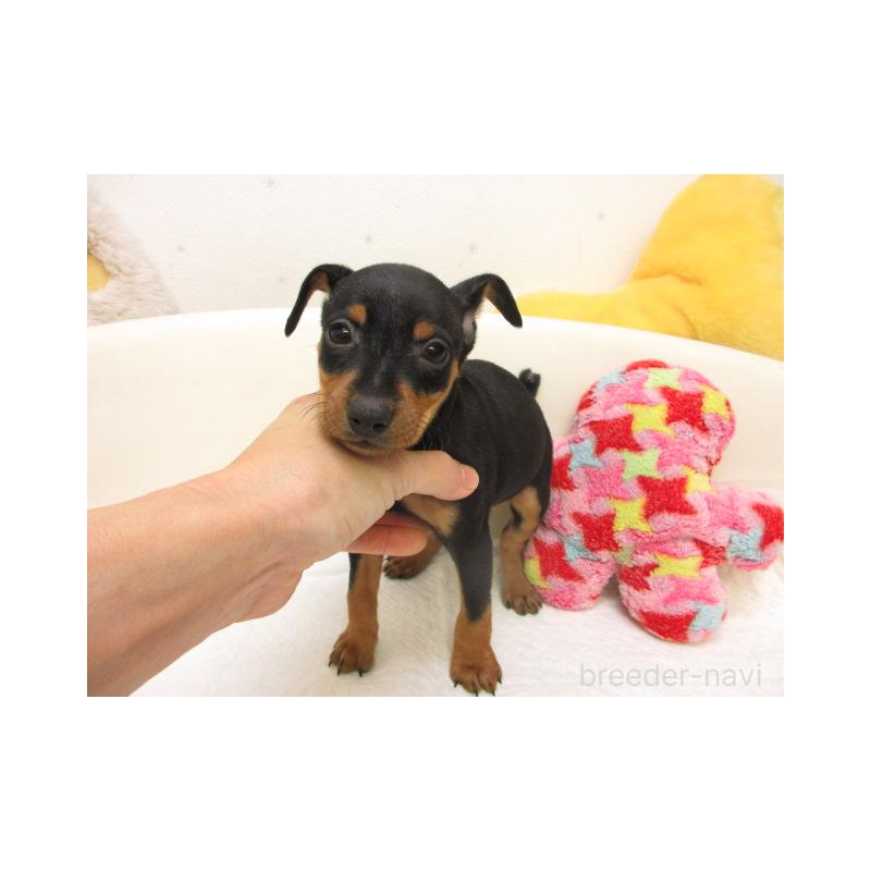 販売中の大阪府のミニチュアピンシャー(ミニピン)-441194の1枚目