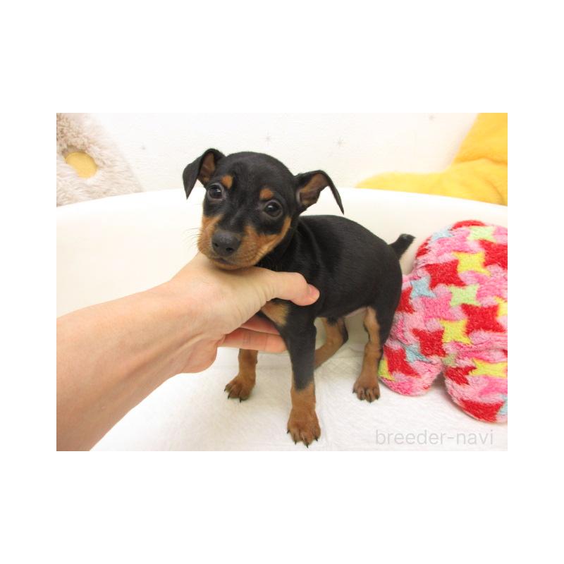 販売中の大阪府のミニチュアピンシャー(ミニピン)-441194の2枚目