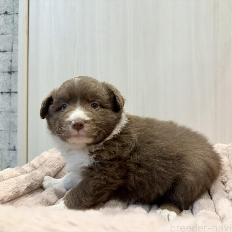 販売中の大分県のボーダーコリー-441202の5枚目