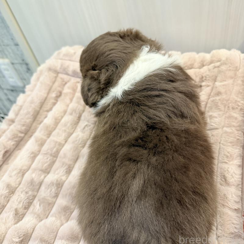 販売中の大分県のボーダーコリー-441202の4枚目