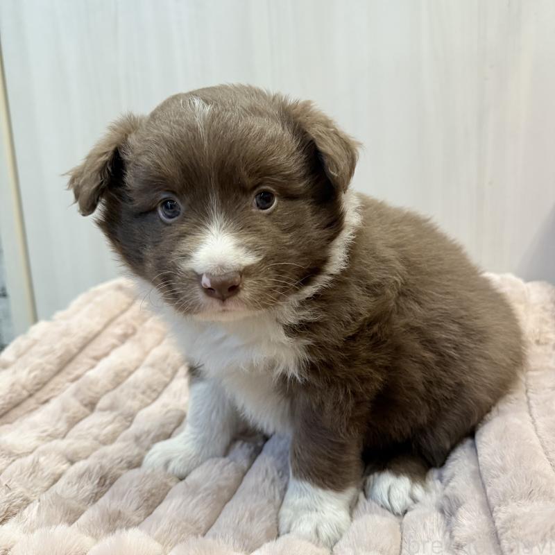 販売中の大分県のボーダーコリー-441202の3枚目