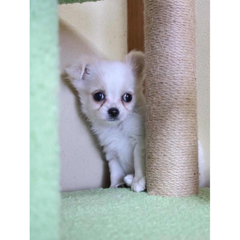 販売中の埼玉県のチワワ(ロングコート)-441198の7枚目