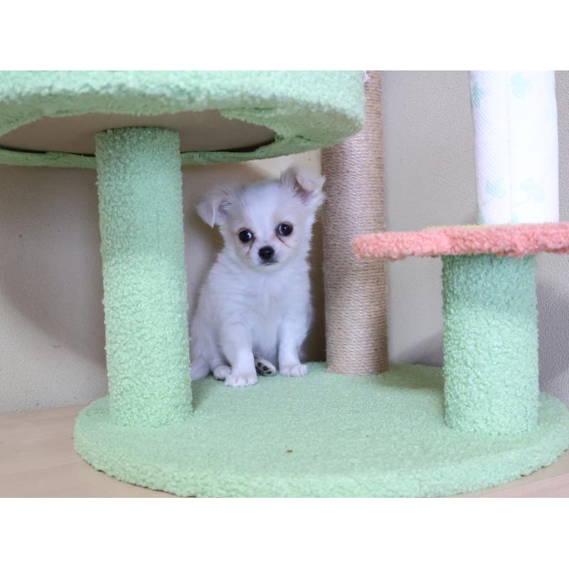 販売中の埼玉県のチワワ(ロングコート)-441198の6枚目