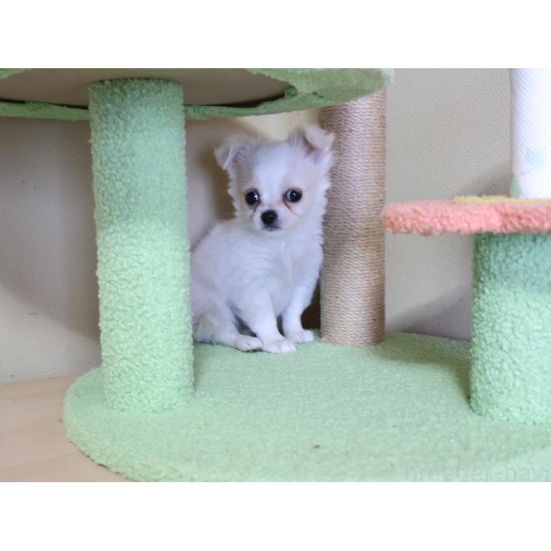 販売中の埼玉県のチワワ(ロングコート)-441198の5枚目