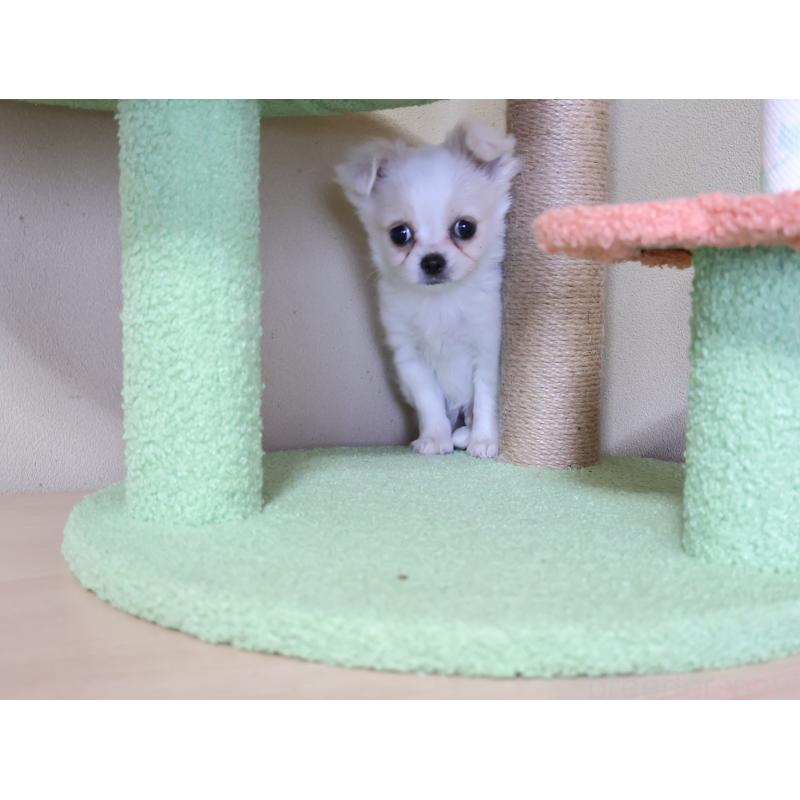 販売中の埼玉県のチワワ(ロングコート)-441198の4枚目