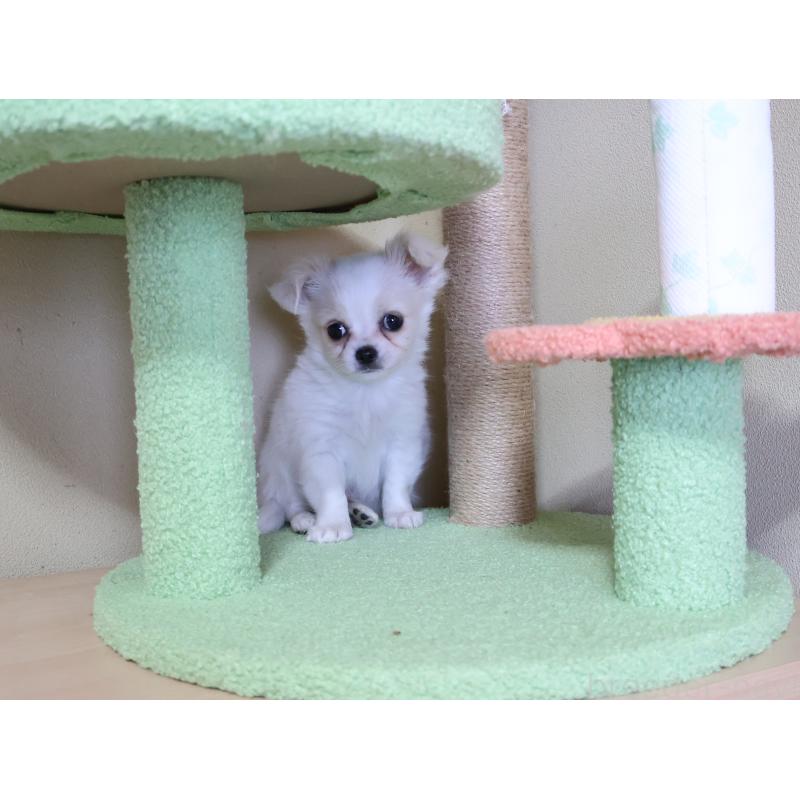 販売中の埼玉県のチワワ(ロングコート)-441198の3枚目