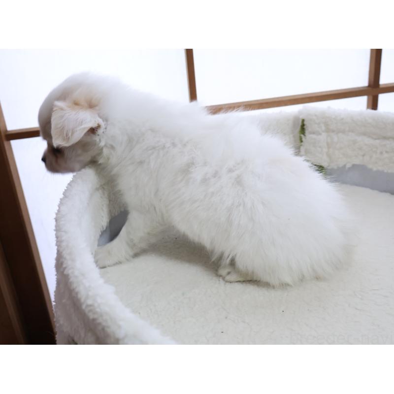 販売中の埼玉県のチワワ(ロングコート)-441198の2枚目