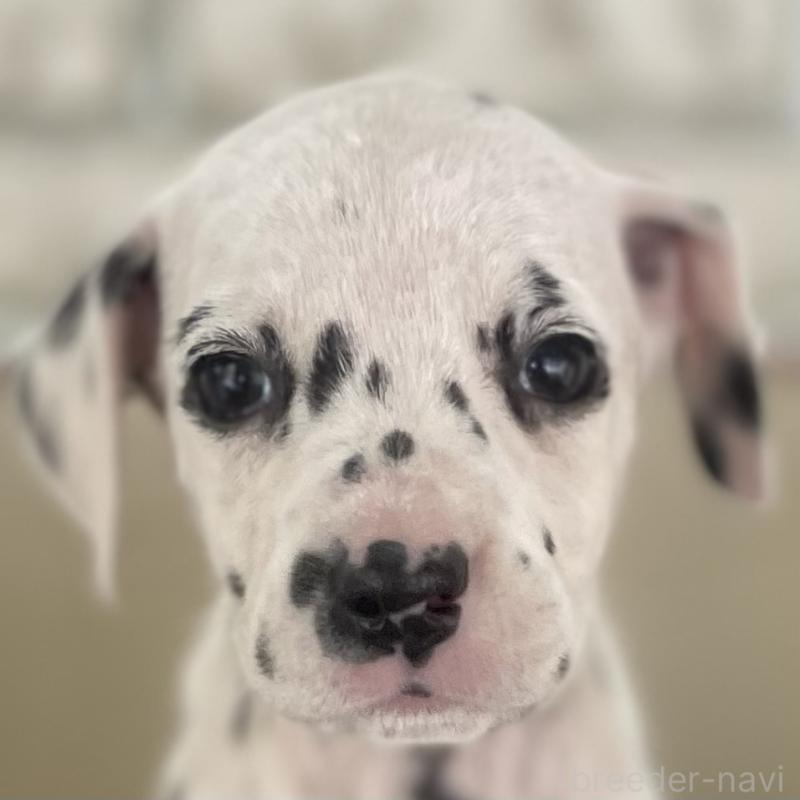 販売中の熊本県のダルメシアン-441199の1枚目