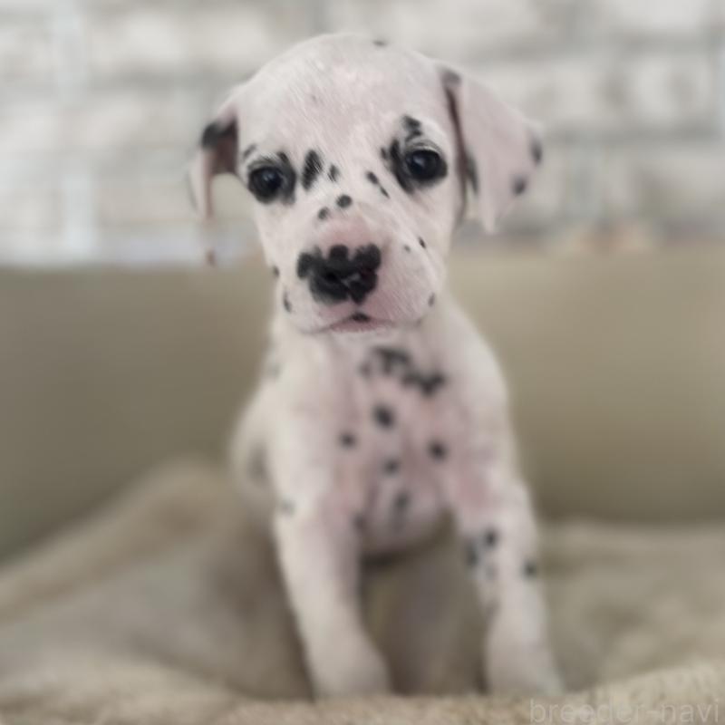 販売中の熊本県のダルメシアン-441199の5枚目