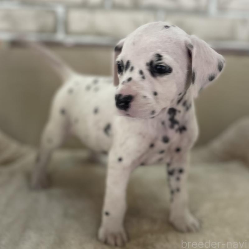 販売中の熊本県のダルメシアン-441199の4枚目