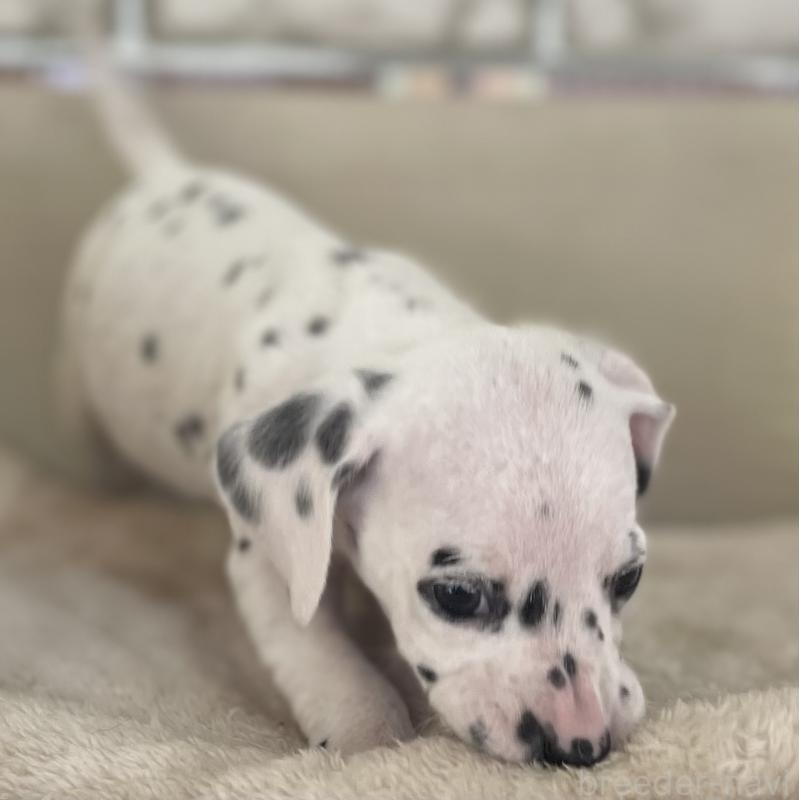 販売中の熊本県のダルメシアン-441199の3枚目