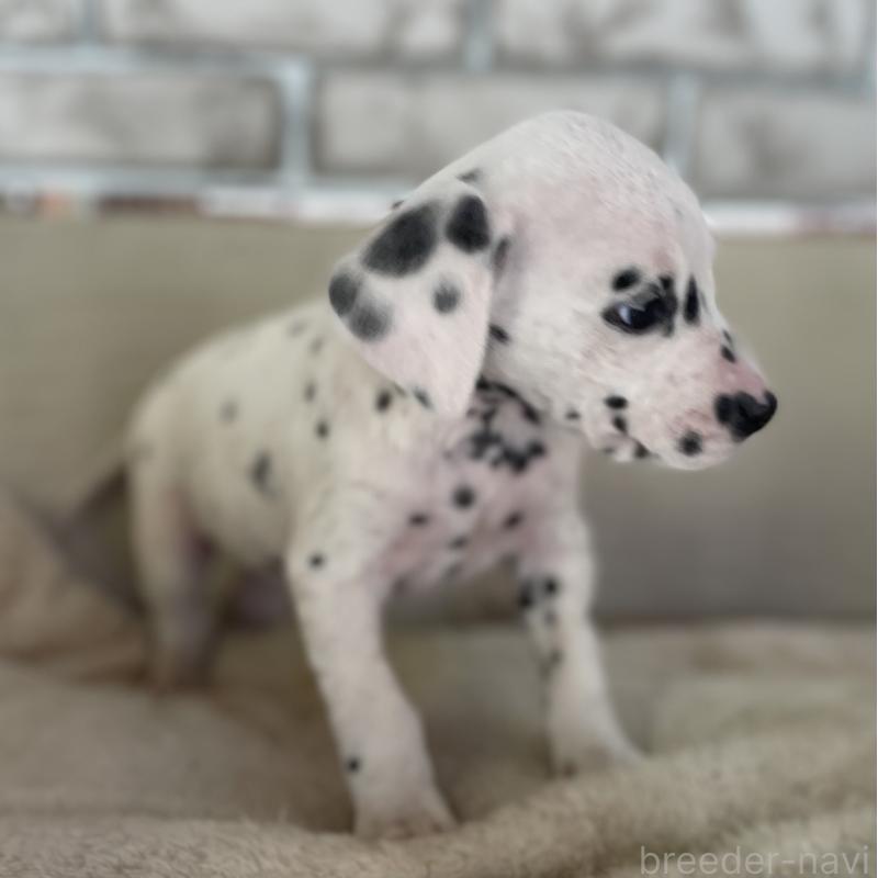 販売中の熊本県のダルメシアン-441199の2枚目
