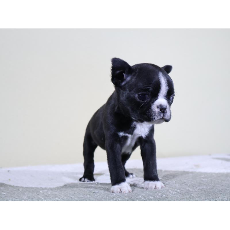 販売中の埼玉県のボストンテリア-441201の7枚目