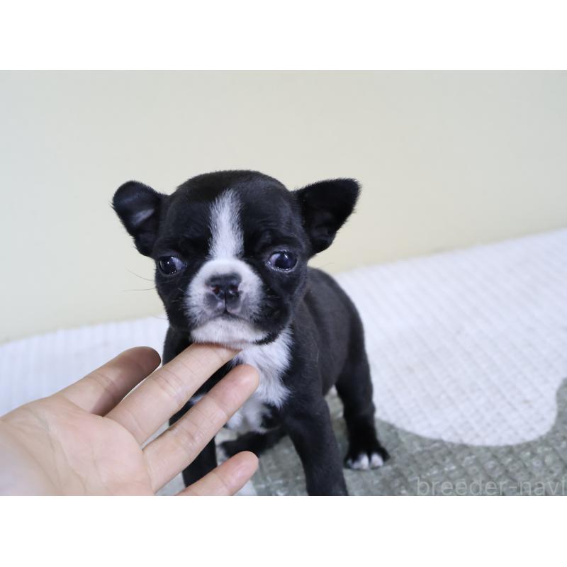 販売中の埼玉県のボストンテリア-441201の6枚目