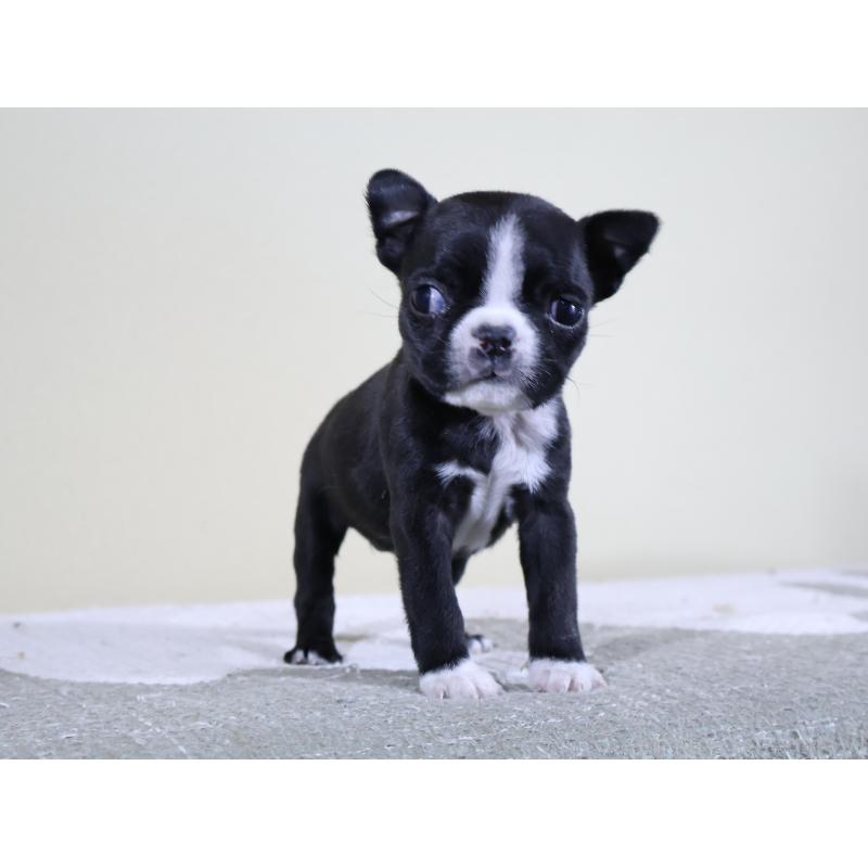 販売中の埼玉県のボストンテリア-441201の5枚目