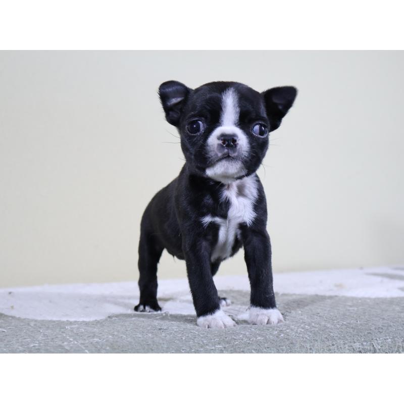 販売中の埼玉県のボストンテリア-441201の4枚目