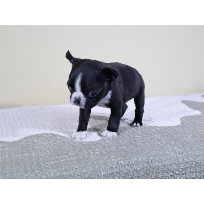 販売中の埼玉県のボストンテリア-441201の3枚目