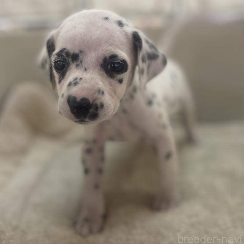 販売中の熊本県のダルメシアン-441200の5枚目