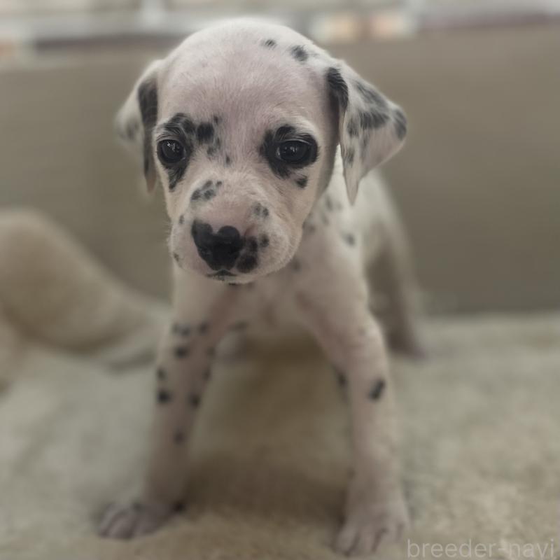 販売中の熊本県のダルメシアン-441200の3枚目