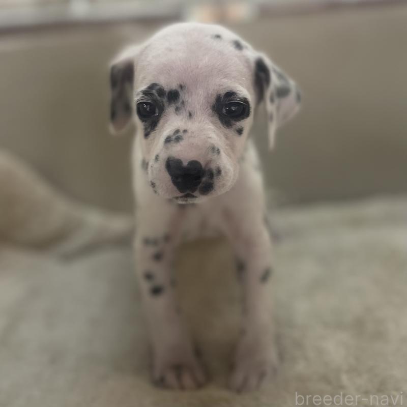 販売中の熊本県のダルメシアン-441200の2枚目