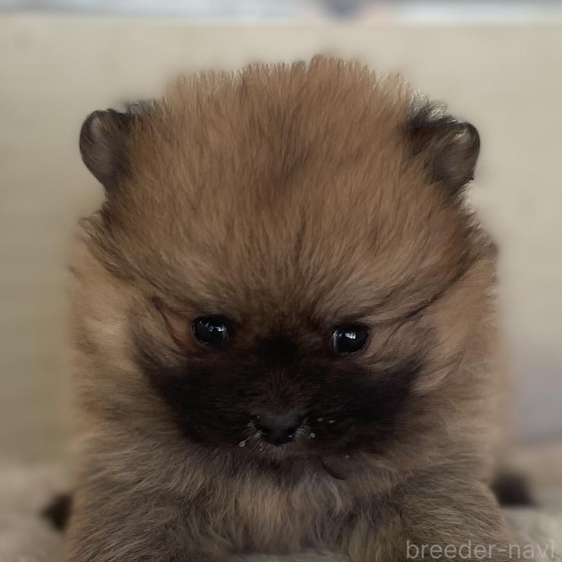 販売中の熊本県のポメラニアン-441203の1枚目