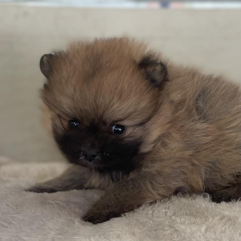 販売中の熊本県のポメラニアン-441203の5枚目