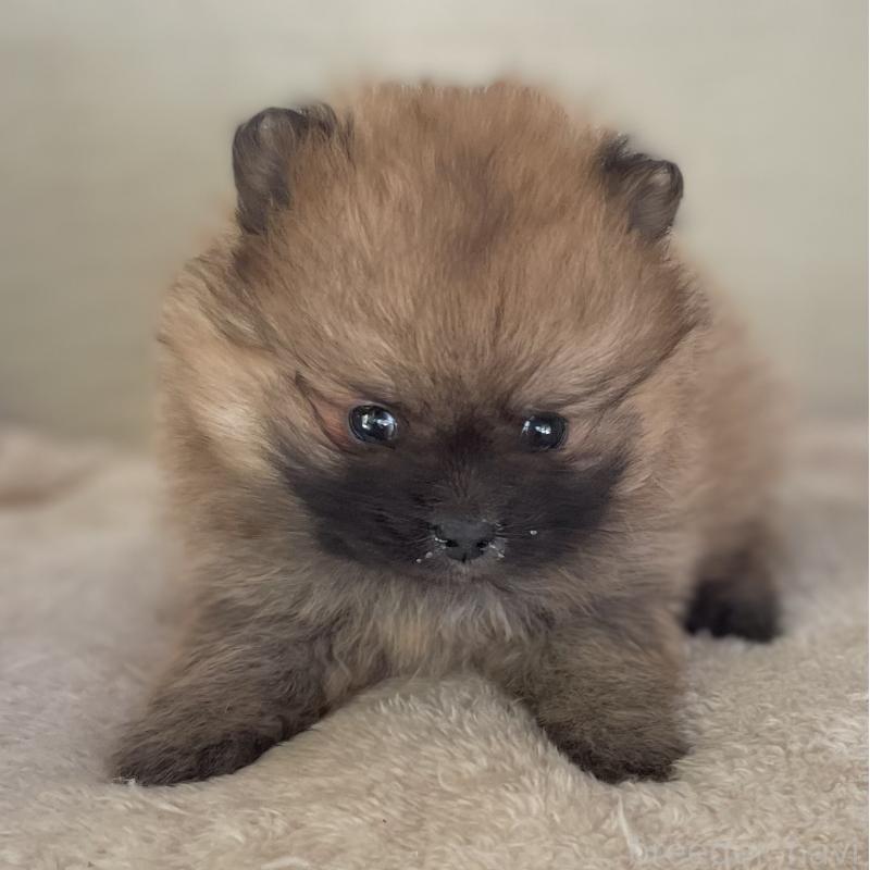 販売中の熊本県のポメラニアン-441203の4枚目