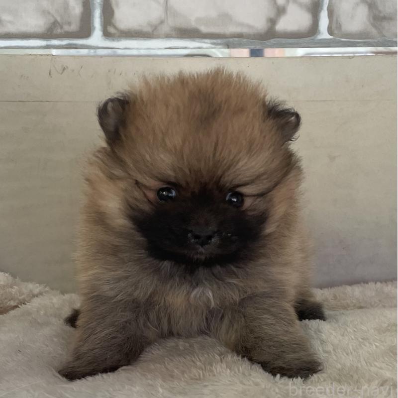 販売中の熊本県のポメラニアン-441203の2枚目