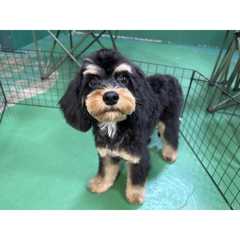 成約済の東京都のキャバプー:キャバリア×トイプードル-408776の12枚目