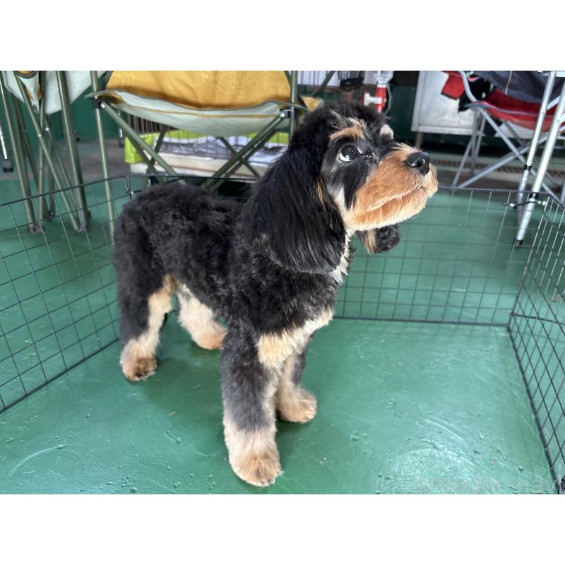 成約済の東京都のキャバプー:キャバリア×トイプードル-408776の11枚目