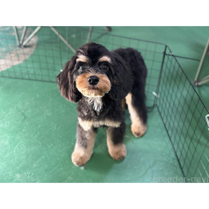 成約済の東京都のキャバプー:キャバリア×トイプードル-408776の10枚目