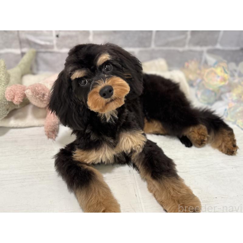 成約済の東京都のキャバプー:キャバリア×トイプードル-408776の9枚目