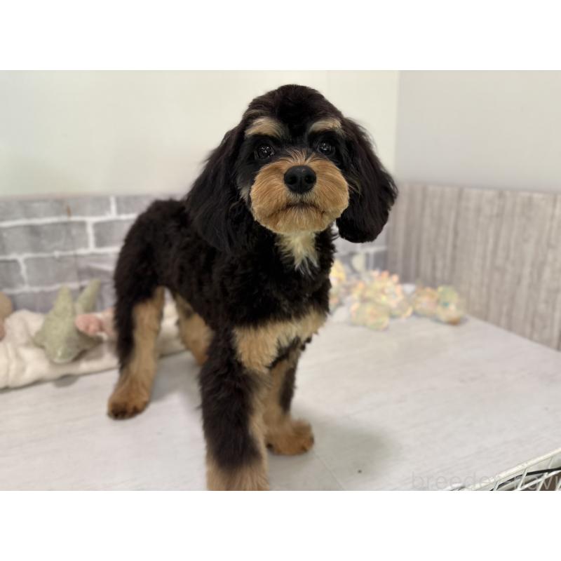 成約済の東京都のキャバプー:キャバリア×トイプードル-408776の8枚目