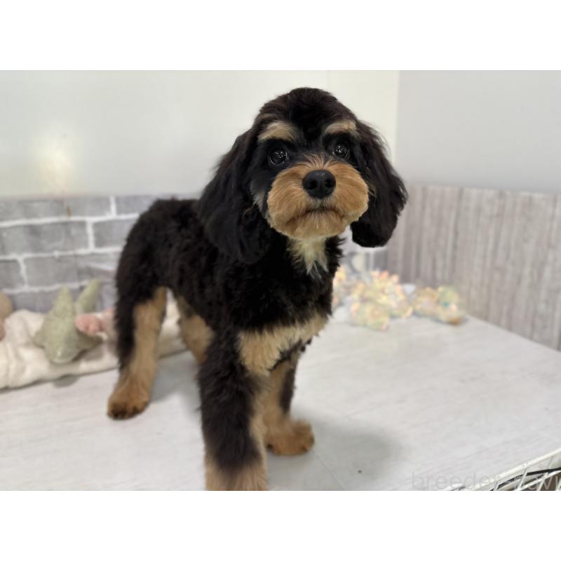 成約済の東京都のキャバプー:キャバリア×トイプードル-408776の7枚目