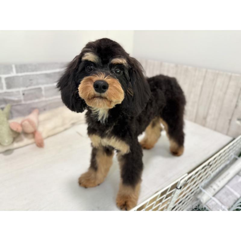 成約済の東京都のキャバプー:キャバリア×トイプードル-408776の5枚目