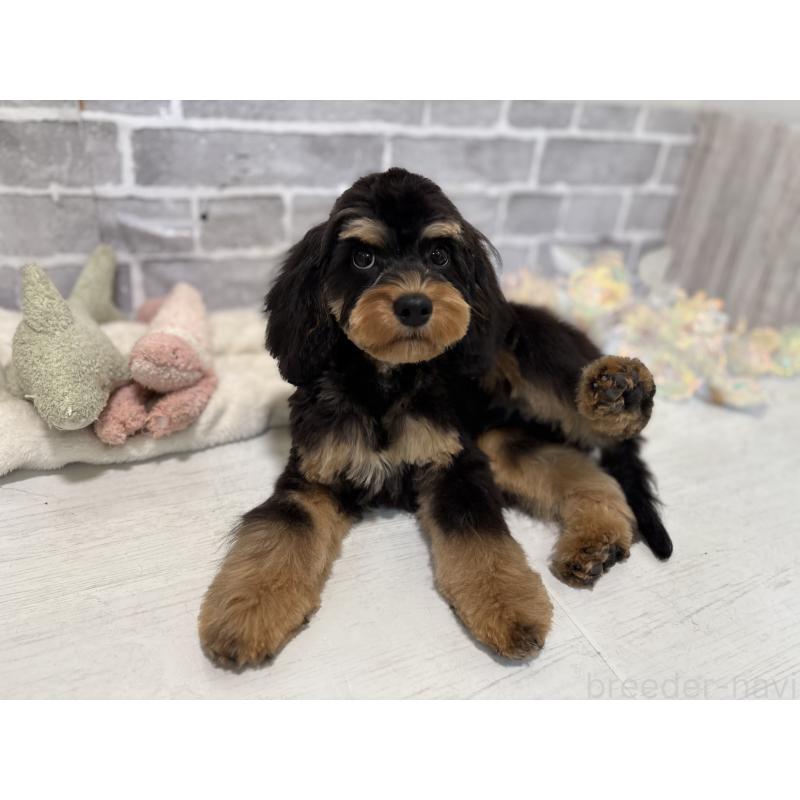 成約済の東京都のキャバプー:キャバリア×トイプードル-408776の4枚目