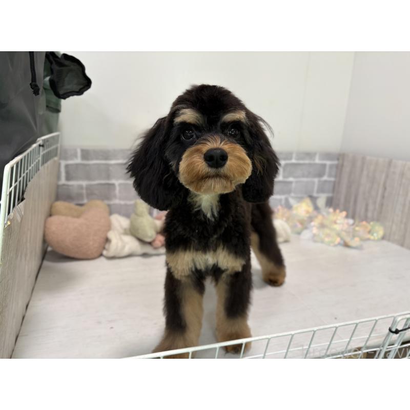 成約済の東京都のキャバプー:キャバリア×トイプードル-408776の2枚目