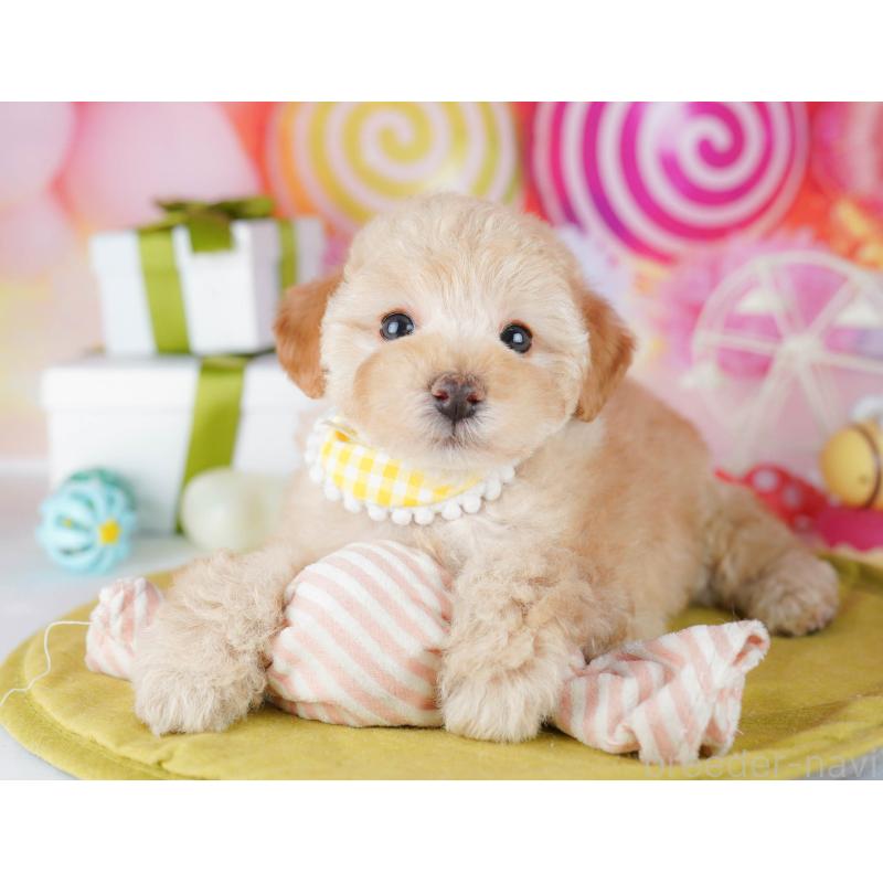 販売中の千葉県のトイプードル-441204