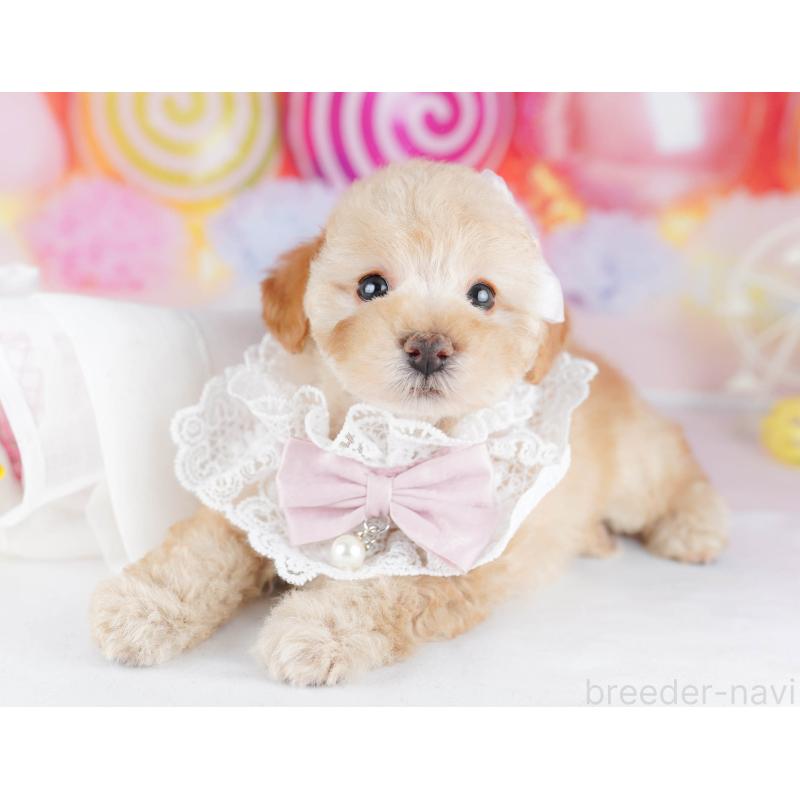 販売中の千葉県のトイプードル-441204の5枚目