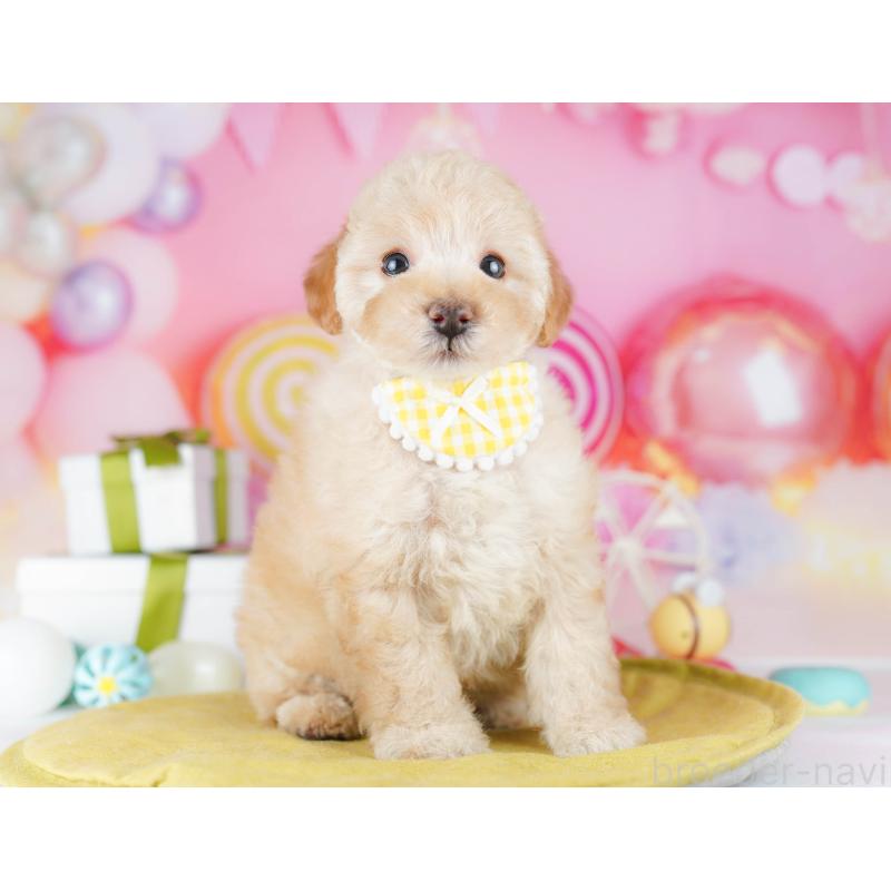 販売中の千葉県のトイプードル-441204の4枚目