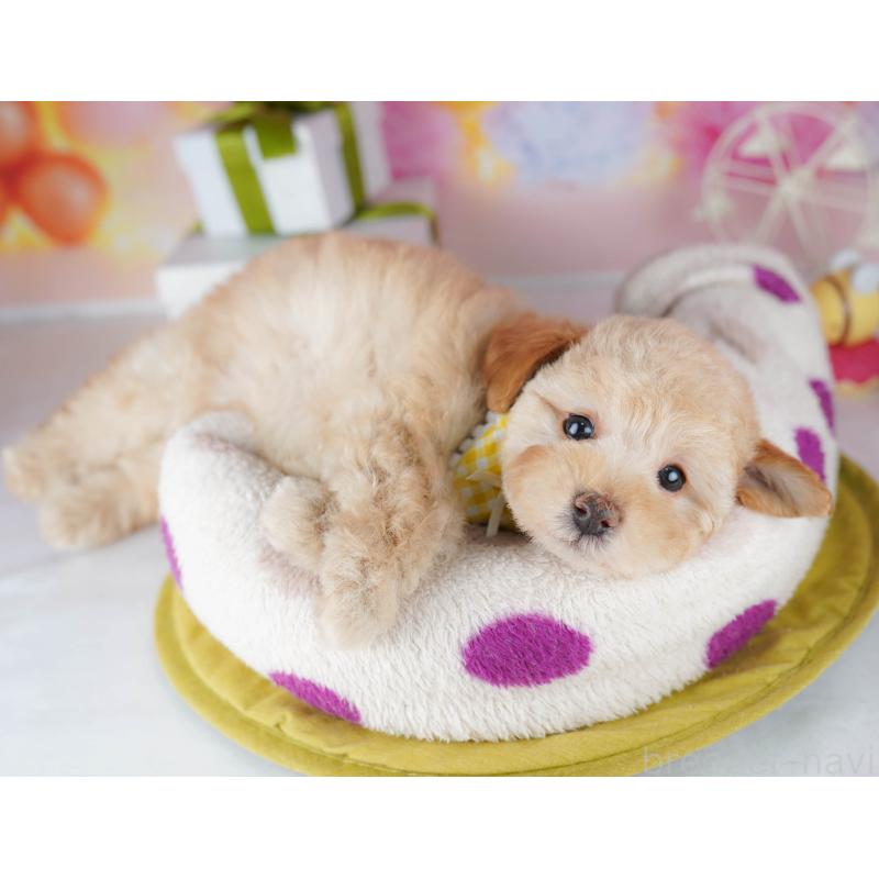 販売中の千葉県のトイプードル-441204の3枚目