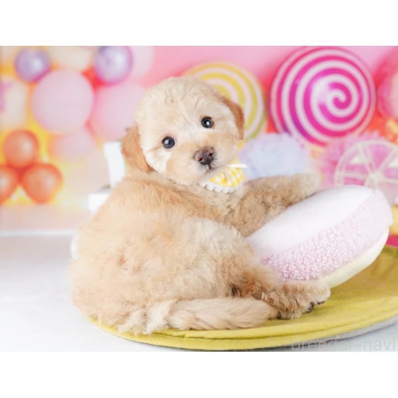 販売中の千葉県のトイプードル-441204の2枚目