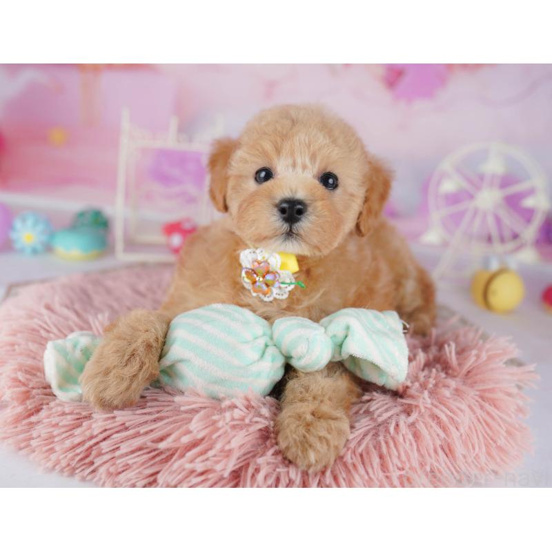 販売中の千葉県のトイプードル-441205